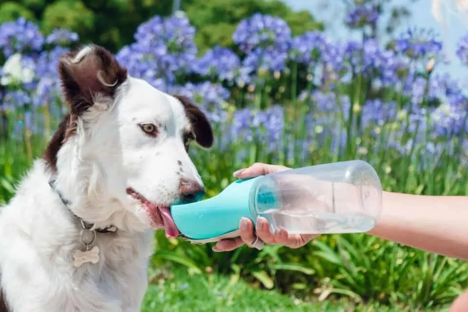 dog water bottle for hiking
