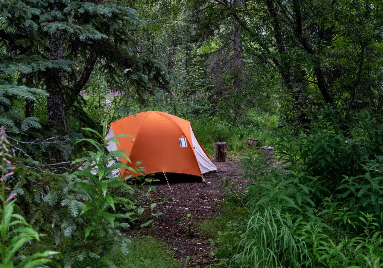 The Brooks Camp Campground is surrounded by mature balsam poplar and birch trees