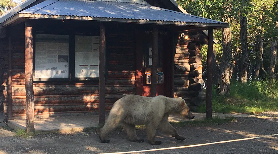 The King Salmon Visitor Center provides extensive information