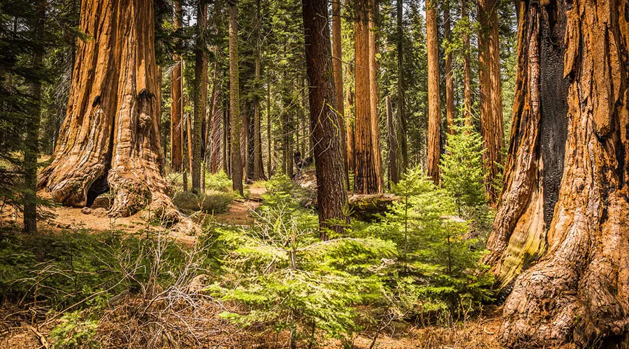 Giant sequoias specifically grow on the western slopes of the Sierra Nevada in California