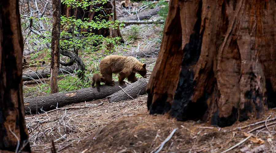 Observing wildlife in their natural habitat can be an amazing experience