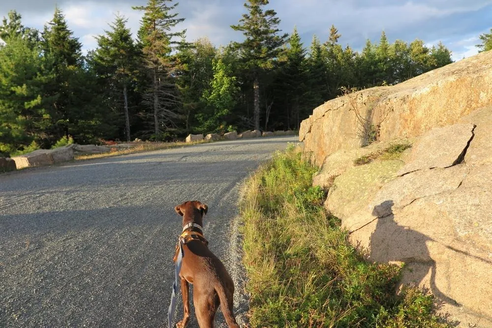 biking in acadia national park