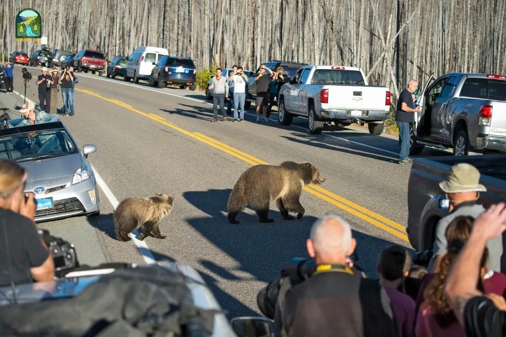 yellowstone national park animals