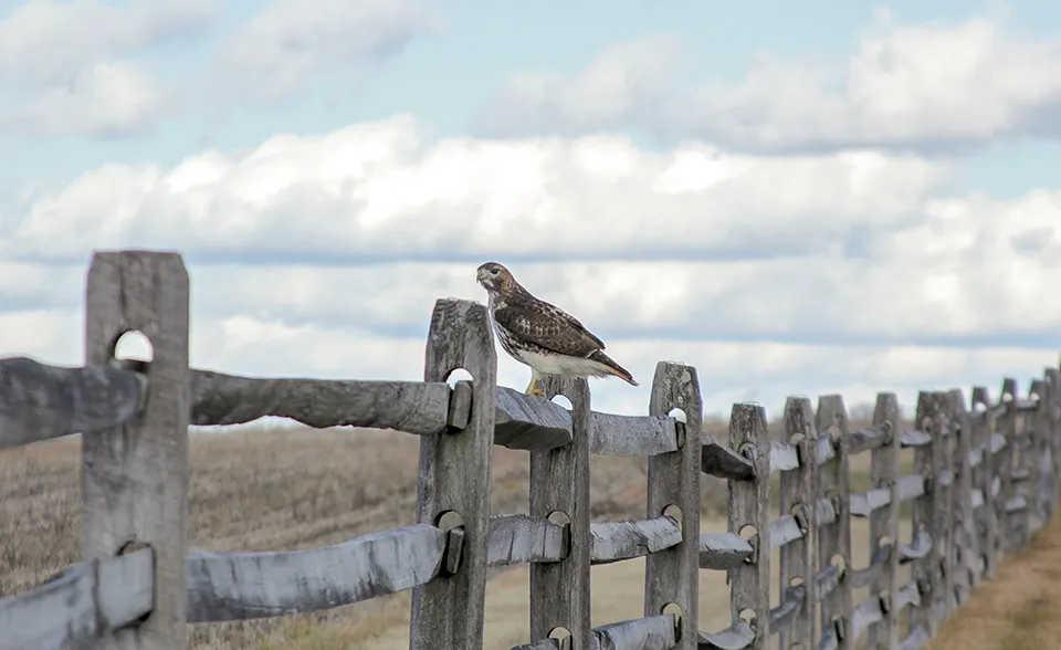 Facts About Gettysburg National Military Park Gettysburg National Military Park is home to 187 species of birds.