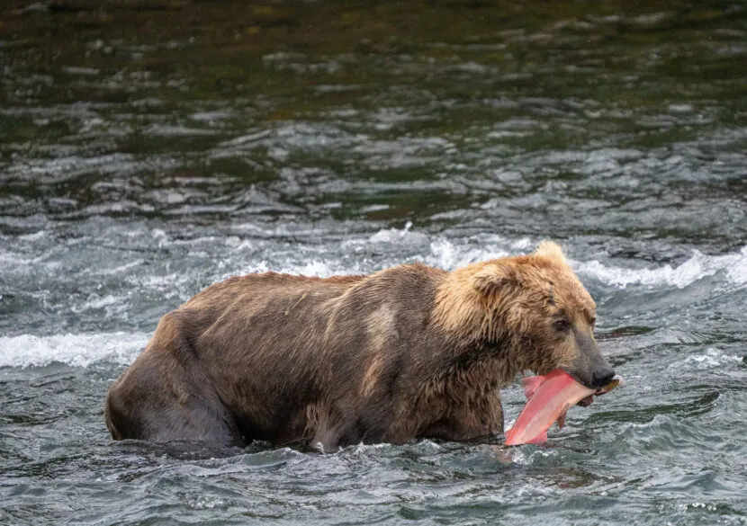 fat bear week