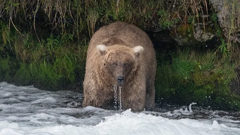 fat bear week