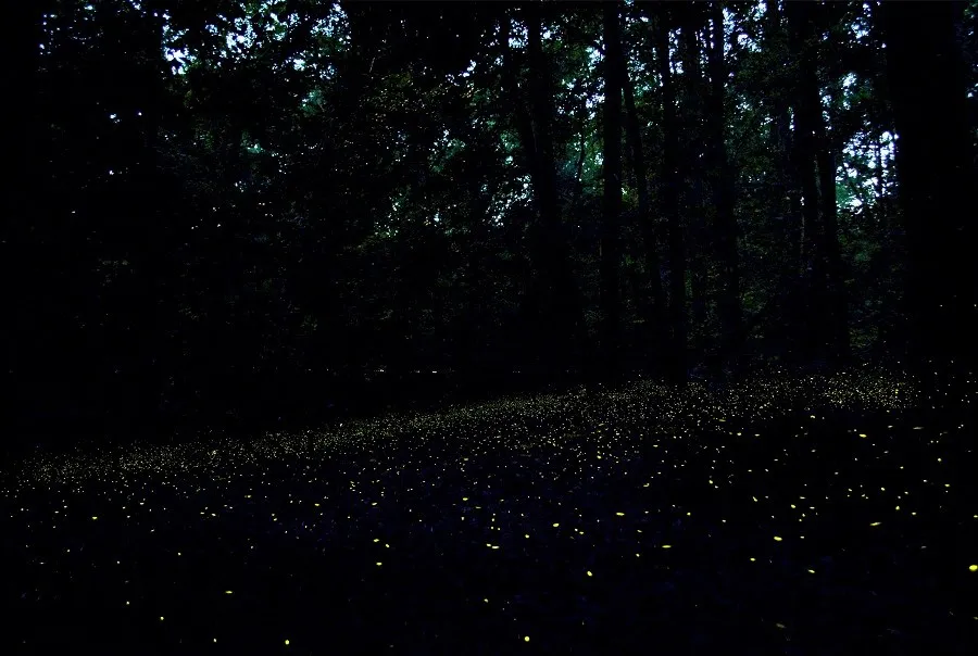 Congaree National Park Fireflies It started with a few isolated flashes, but soon the entire forest seemed to come alive, each firefly blinking in time with the others.