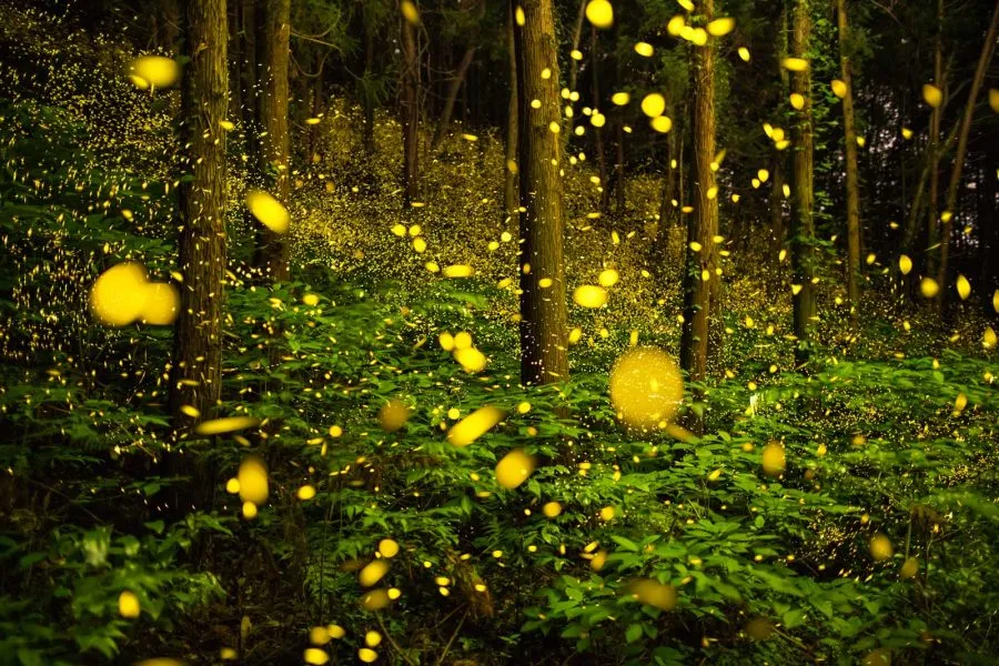 Congaree National Park Fireflies The fireflies blinked in waves, creating an ebb and flow of light that was both mesmerizing and surreal.