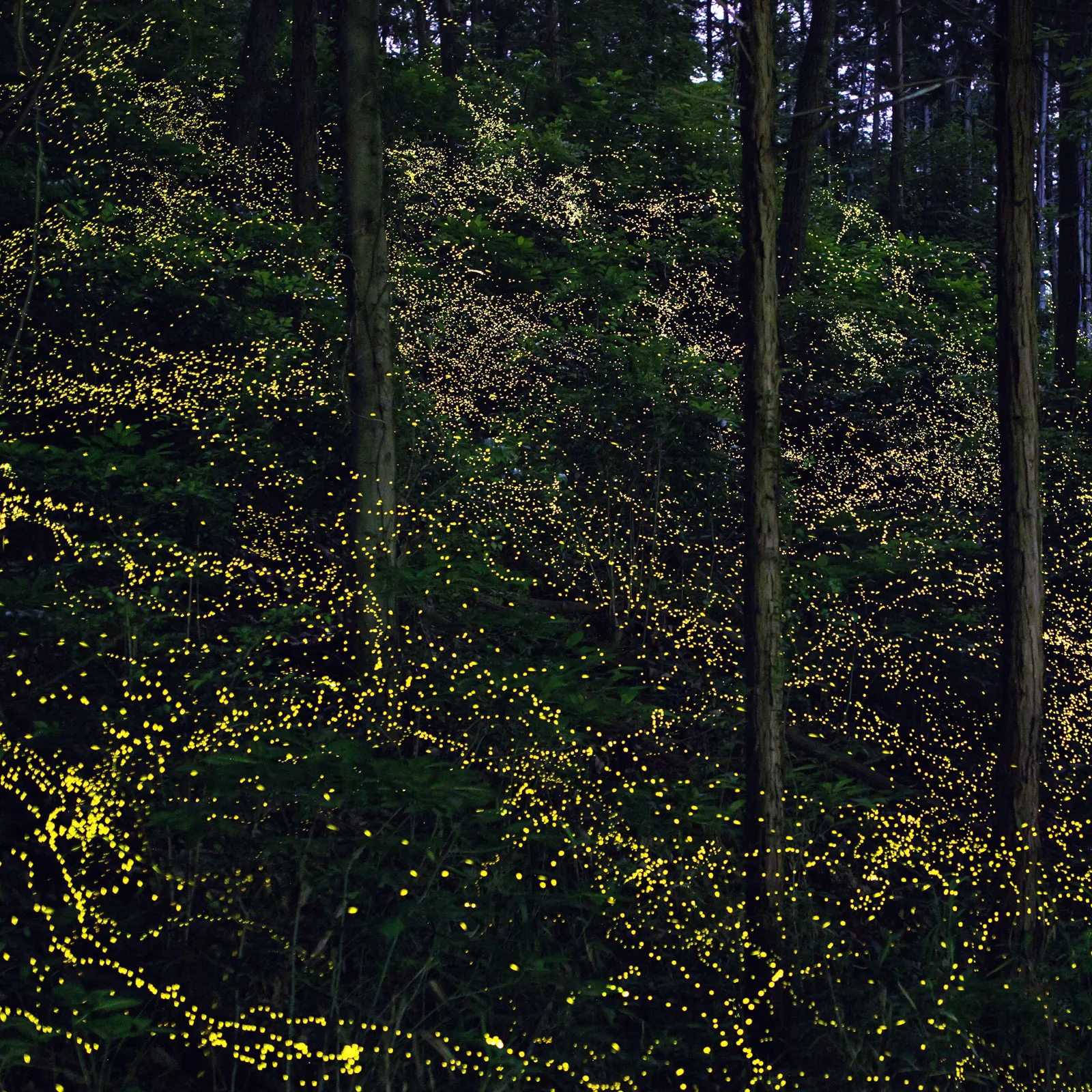 Congaree National Park Fireflies Every year, thousands of fireflies light up the night sky of Congaree National Park.
