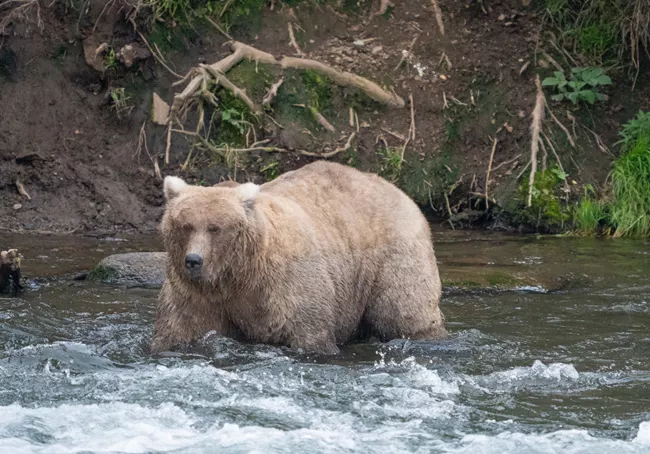 Fat Bear Week 2024’s Known officially as bear 128, Grazer was first introduced to Brooks River in 2005.