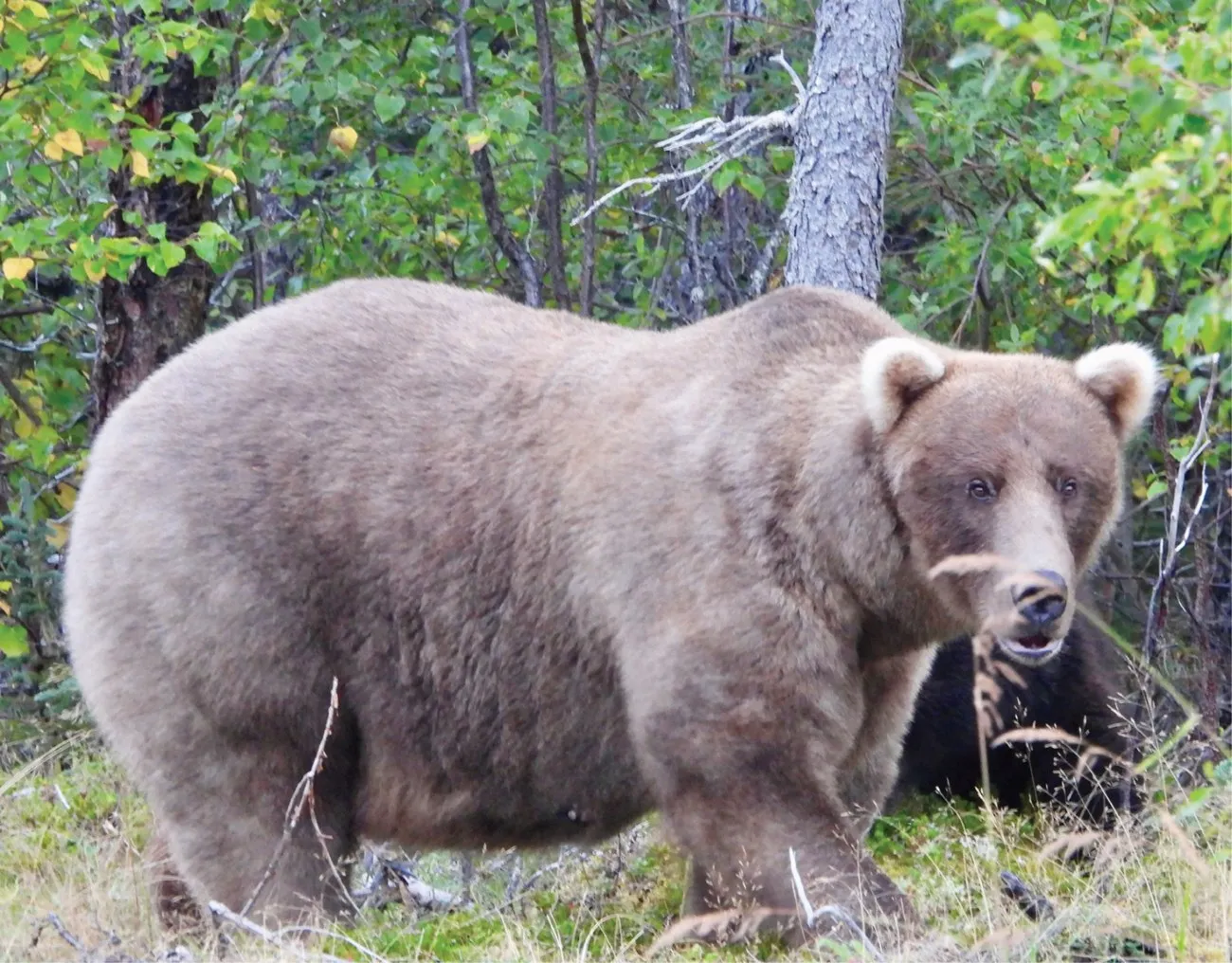 Fat Bear Week 2024’s Grazer received over 70,000 votes