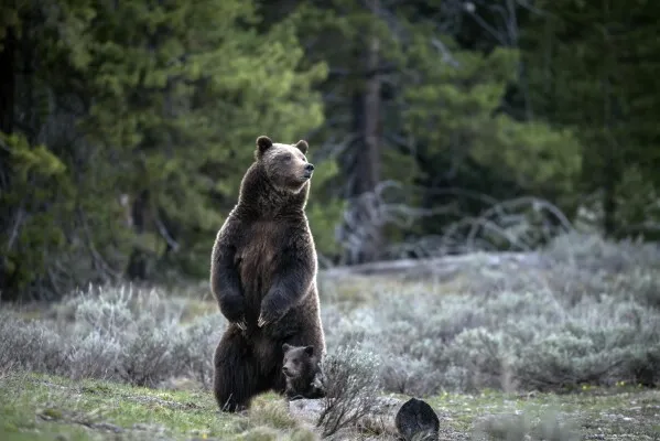 Grizzly Bear 399 Fatally Struck by Vehicle in Snake River Canyon On the evening of Tuesday, October 22, 2024, the beloved grizzly bear 399 was fatally struck by a vehicle on Highway 26/89 in Snake River Canyon, located south of Jackson, Wyoming.