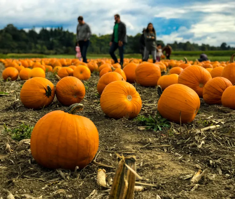 Halloween Activities for Adults Explore Outdoor Activities