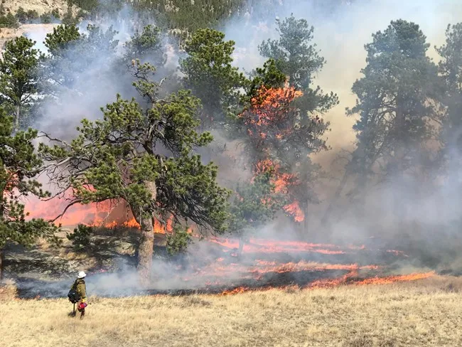 Rocky Mountain National Park announces plans for a potential prescribed burn The primary objective of the burn is to reduce the amount of available fuel—such as dry vegetation—in the designated area, thereby lowering the potential intensity of future wildfires.