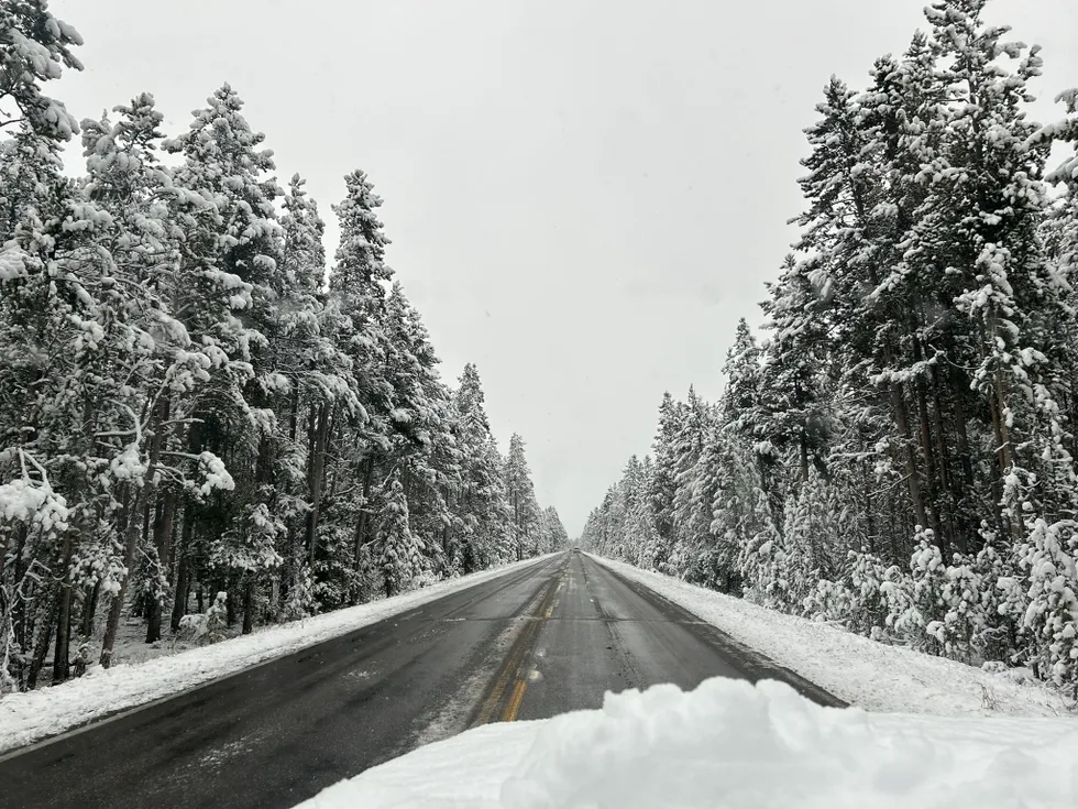 Snowstorm Blankets Yellowstone National Park Fresh layers of snow blanketed the park’s trees, meadows, and iconic features, offering photographers and nature lovers an unforgettable experience.