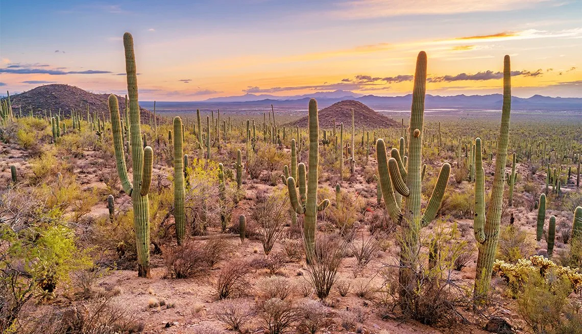 Underrated National Parks Saguaro National Park, Arizona