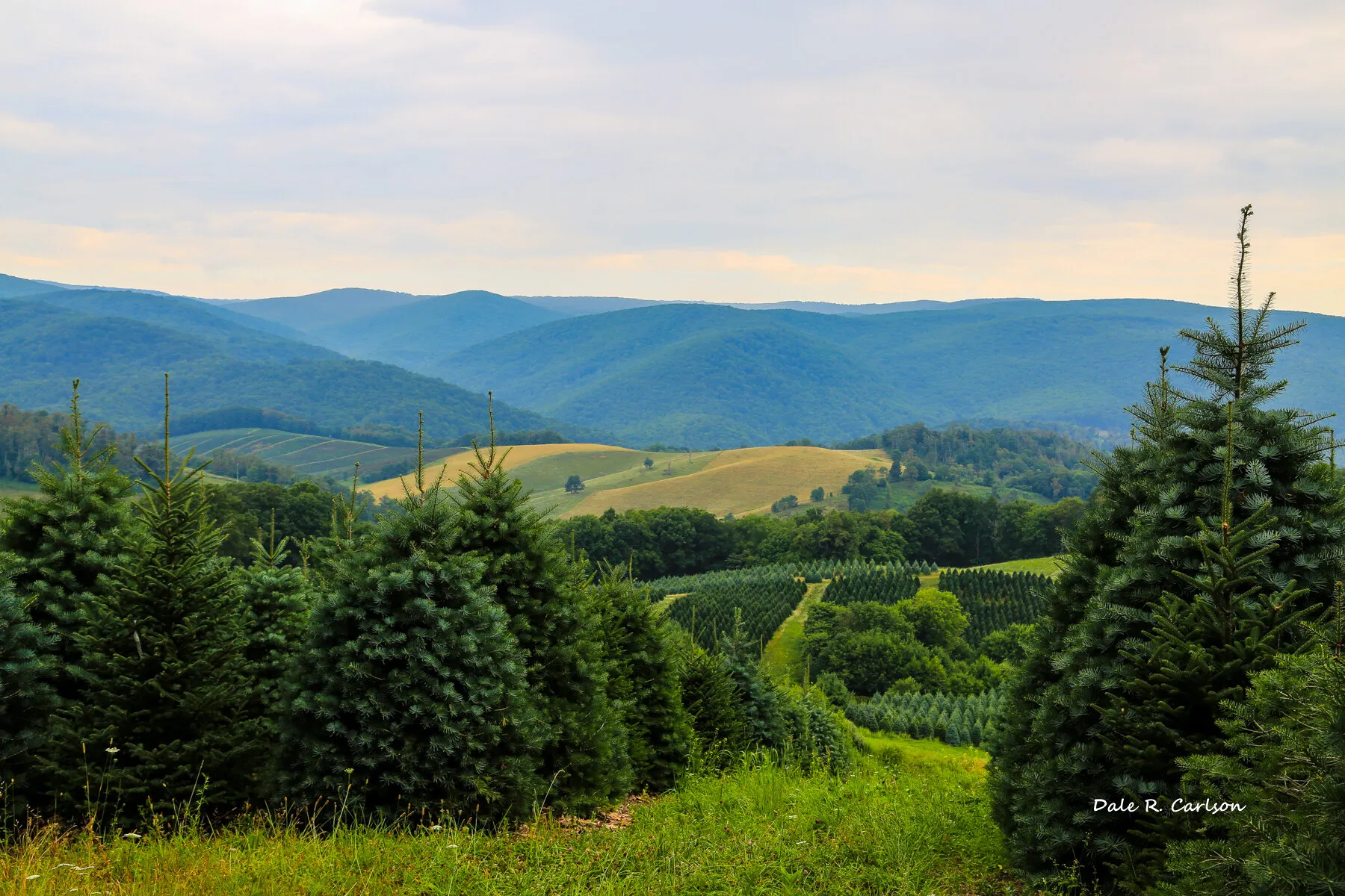 Christmas Tree Farms in the U.S Christmas Tree Farms in the U.S