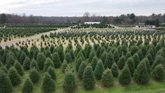 Christmas Tree Farms in the U.S Christmas Tree Farms in the U.S