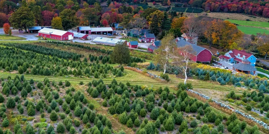 Christmas Tree Farms in the U.S Christmas Tree Farms in the U.S