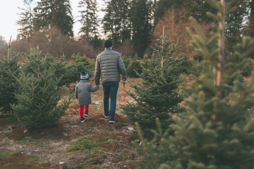 Christmas Tree Farms in the U.S Christmas Tree Farms in the U.S