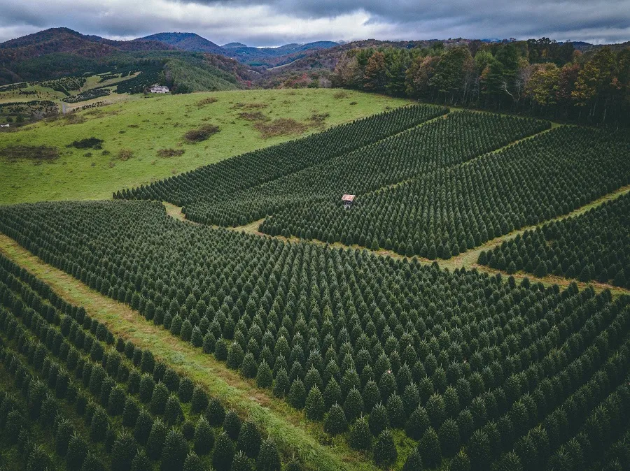 Christmas Tree Farms in the U.S Christmas Tree Farms in the U.S