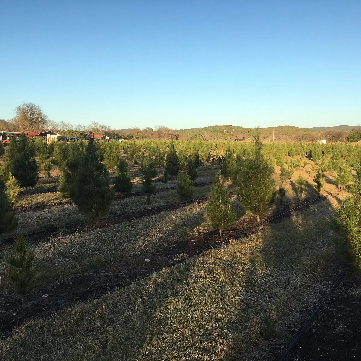 Christmas Tree Farms in the U.S Christmas Tree Farms in the U.S