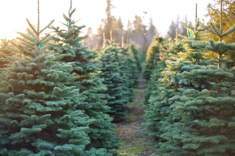 Christmas Tree Farms in the U.S Christmas Tree Farms in the U.S