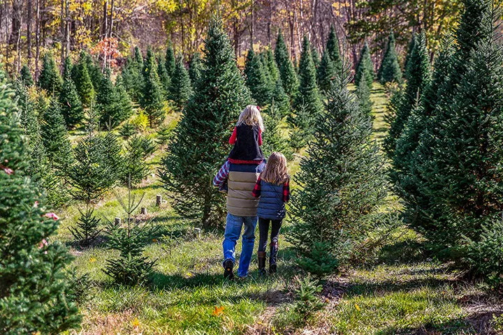 Christmas Tree Farms in the U.S Christmas Tree Farms in the U.S