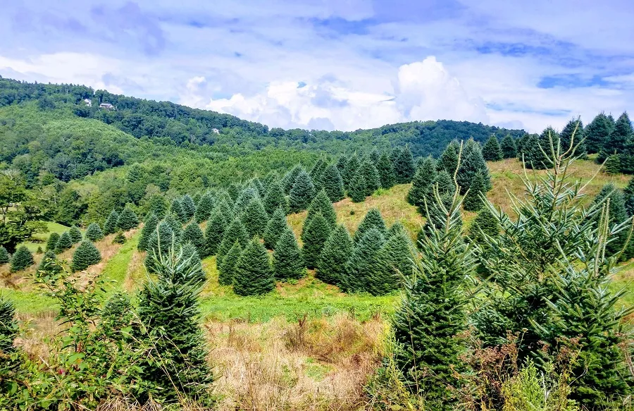 Christmas Tree Farms in the U.S Christmas Tree Farms in the U.S