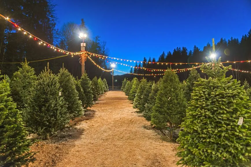 Christmas Tree Farms in the U.S Christmas Tree Farms in the U.S