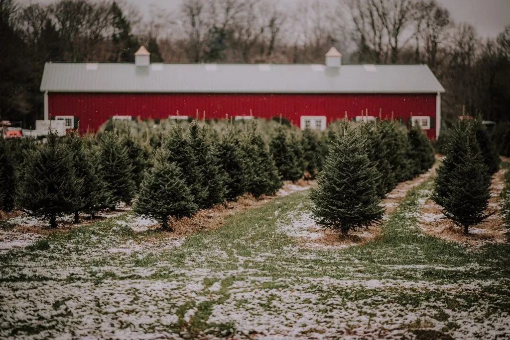 Christmas Tree Farms in the U.S Christmas Tree Farms in the U.S