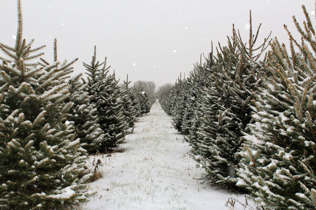 Christmas Tree Farms in the U.S Christmas Tree Farms in the U.S
