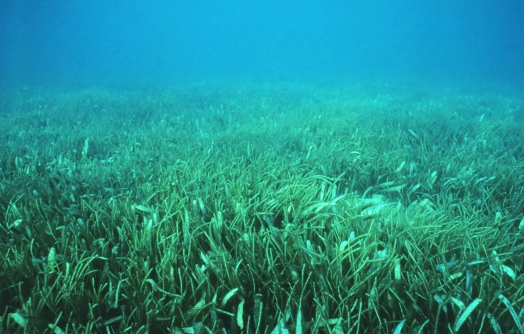 plants in biscayne national park