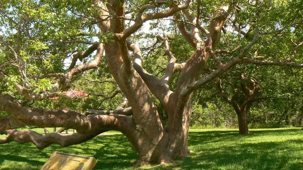 plants in biscayne national park