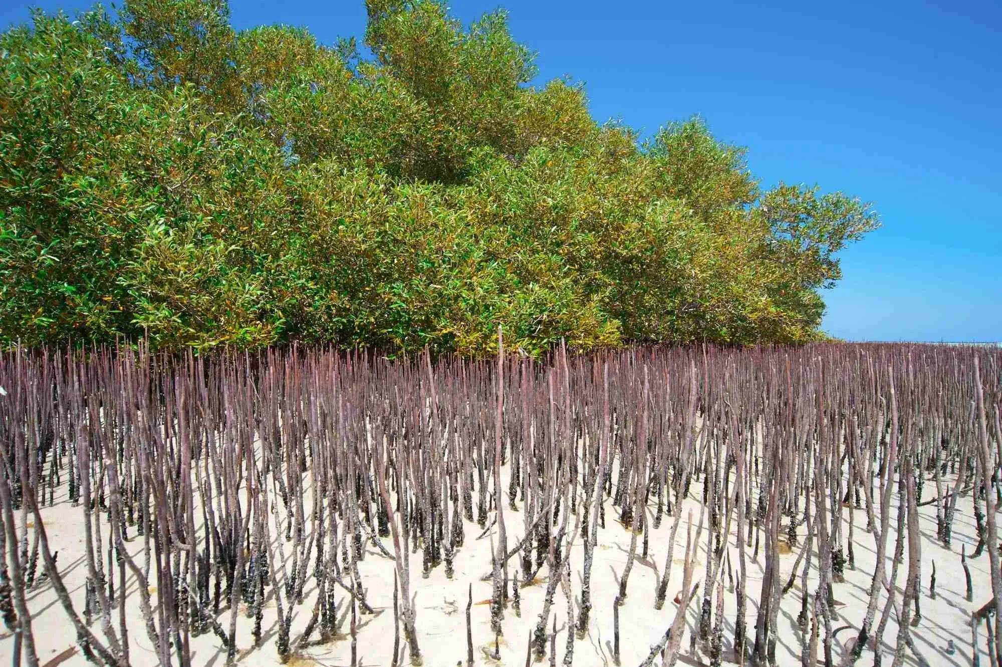 plants in biscayne national park