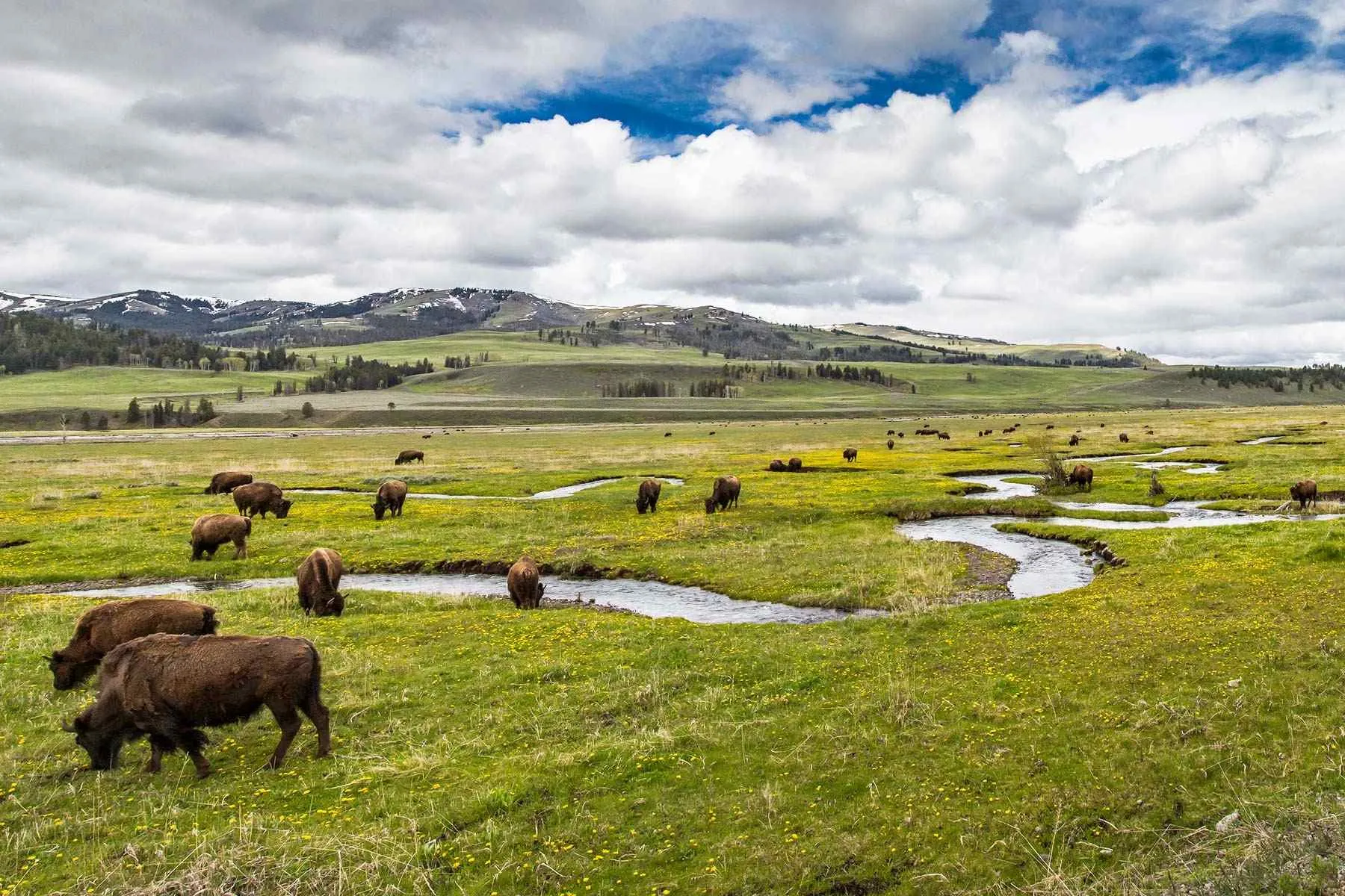 yellowstone national park north entrance