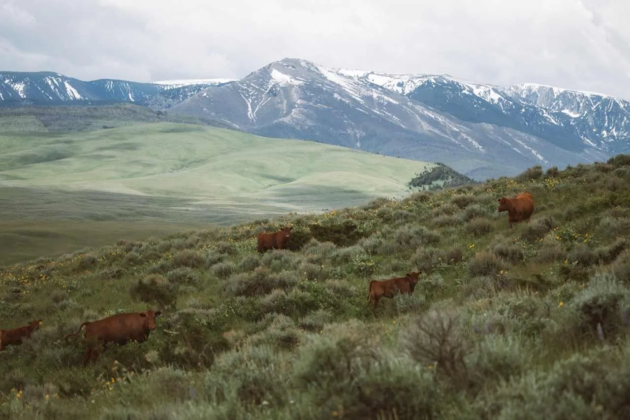 camping near yellowstone national park