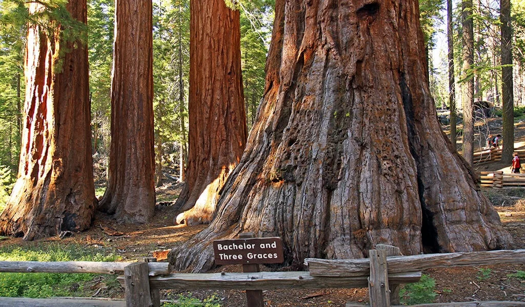 Historic village of Wawona