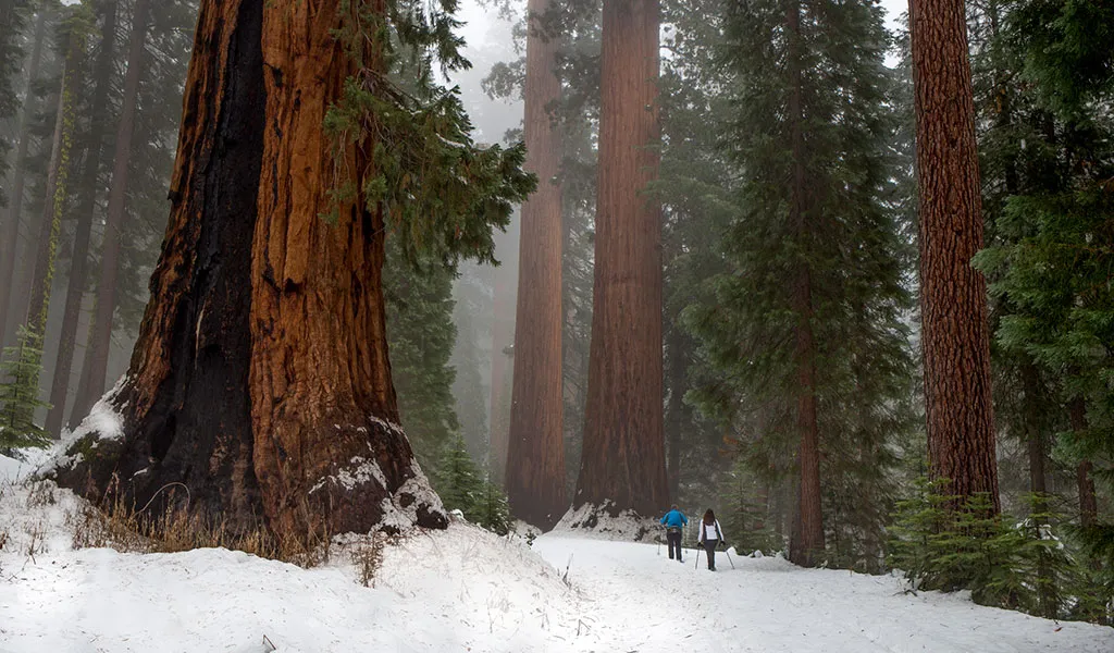 yosemite national park giant trees