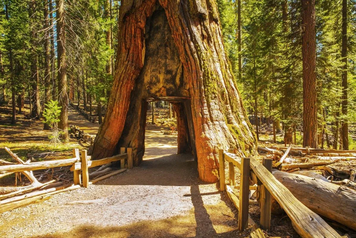yosemite national park giant trees
