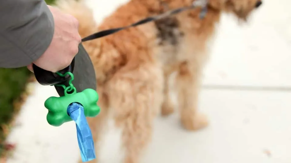 hiking gear for dogs