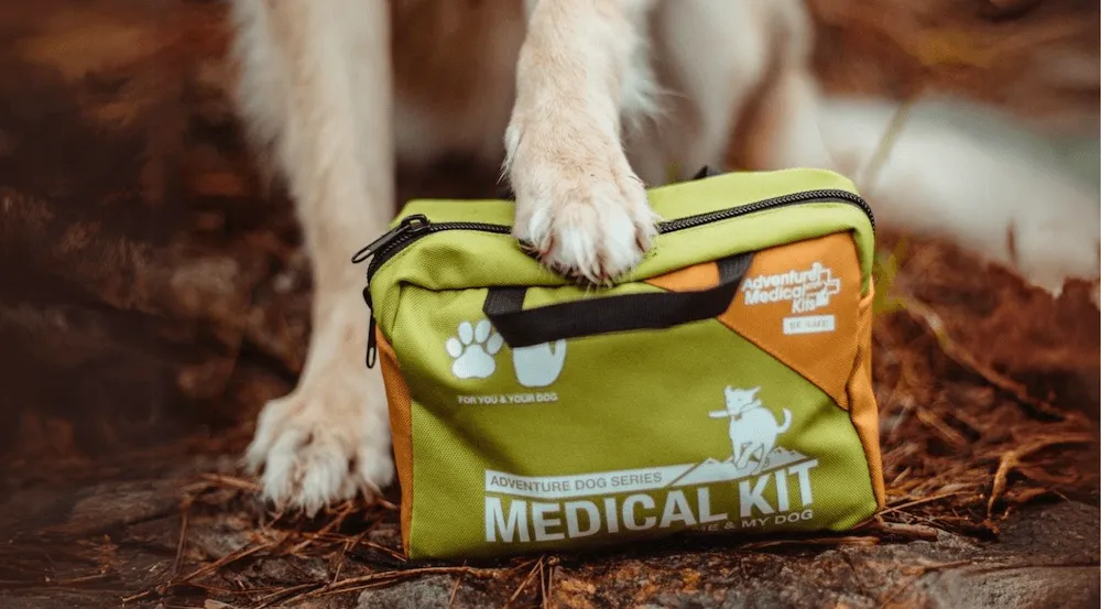 how to hike with your dog