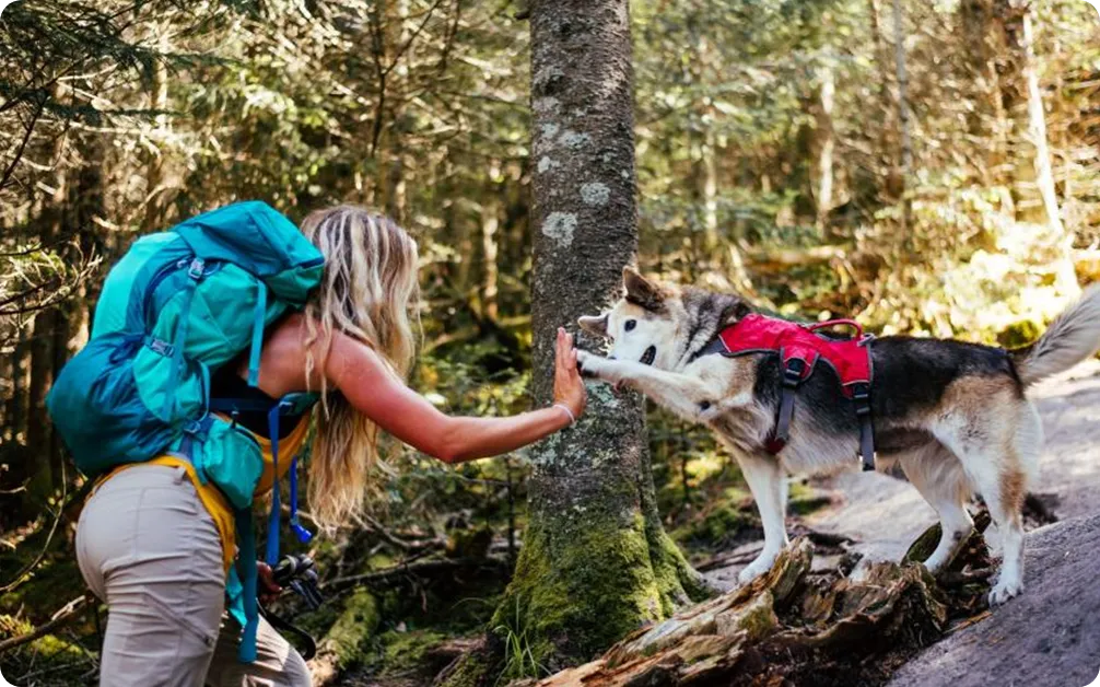 how to hike with your dog