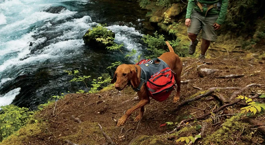 how to hike with your dog
