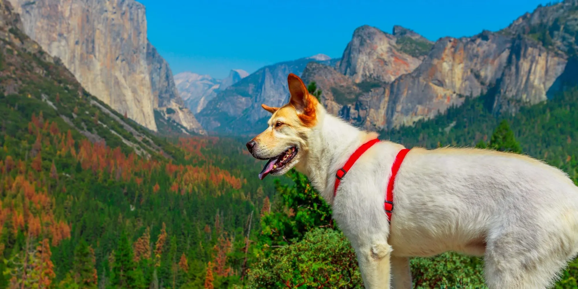 oakhurst to yosemite