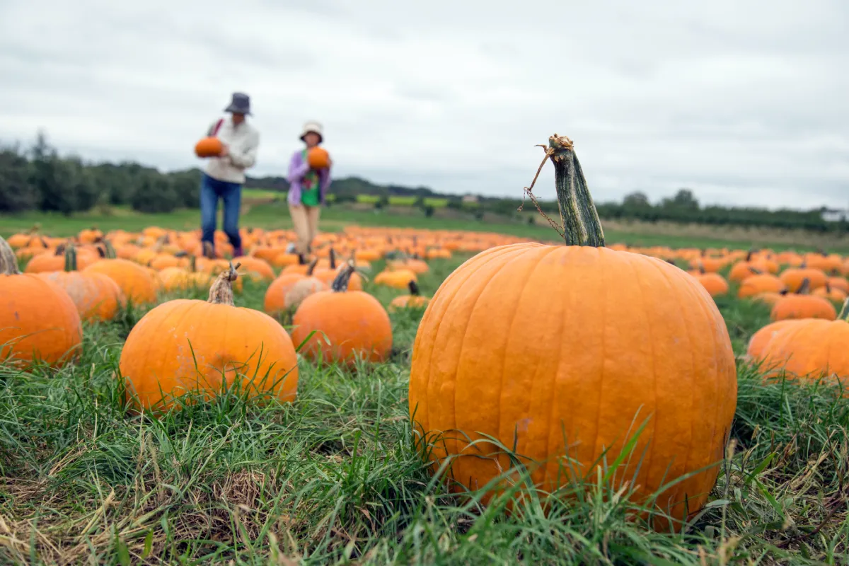 pumpkin picking tips