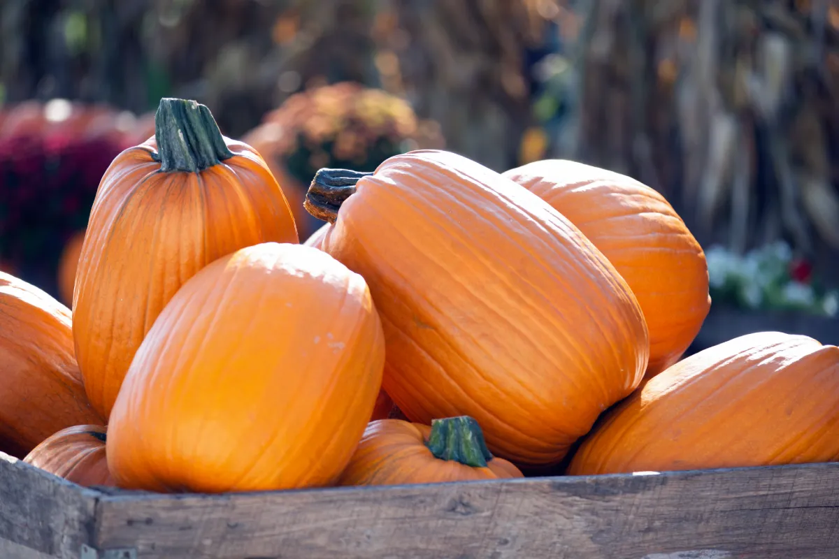 pumpkin picking tips