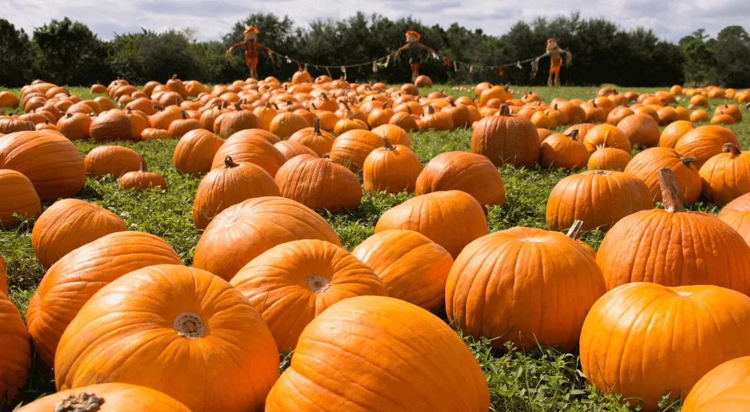 pumpkin picking tips
