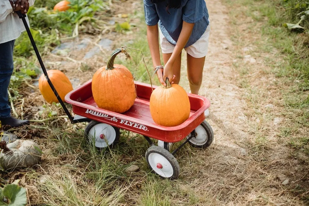 pumpkin picking tips