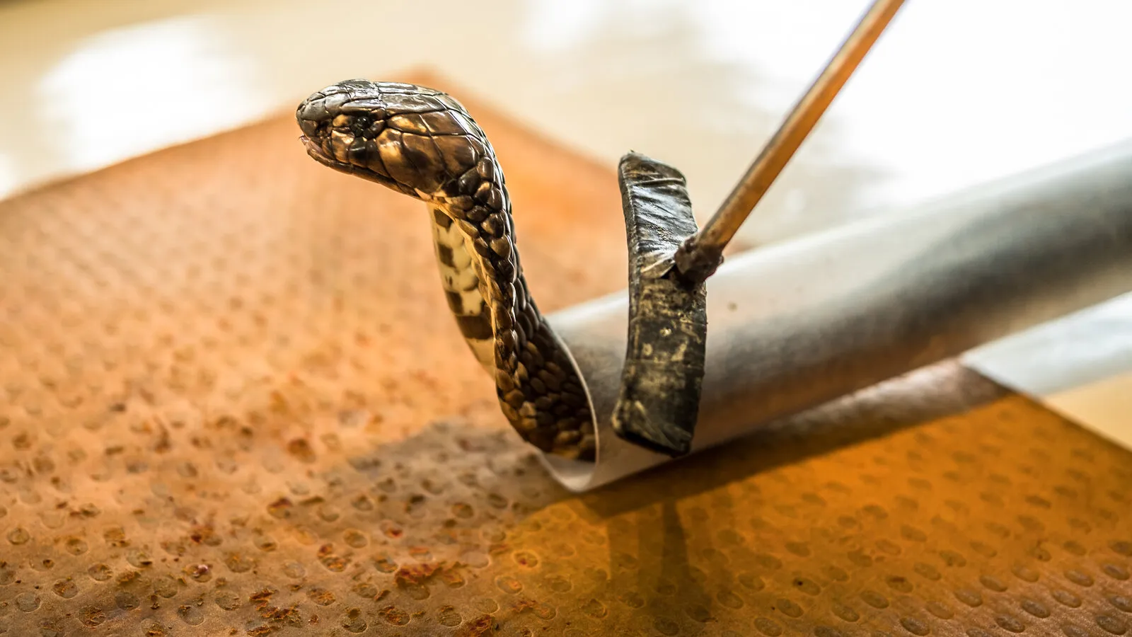 snake bite hiking first aid